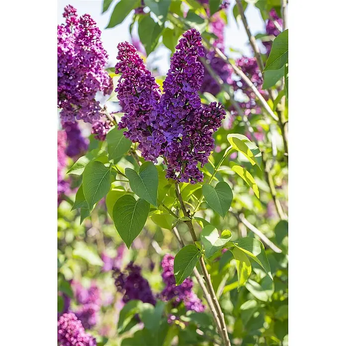Pflanzen für dich Flieder 60-80 cm - Syringa vulgaris 'Andenken an Ludwig Späth' - Leuchtend lila Fliederblüten an einem Ast mit grünen Blättern.