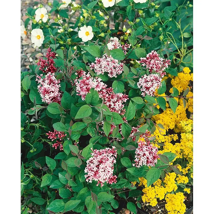 Pflanzen für dich Flieder 20-30 cm - Syringa afghanica - Kompakter Blütenstrauch mit rosa bis rötlich-rosa Blütenständen und grünen Blättern.