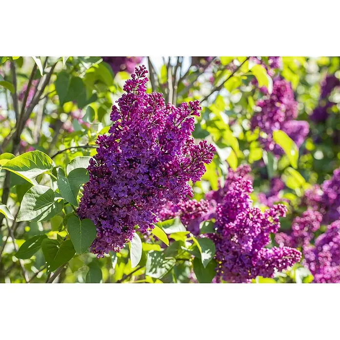 Pflanzen für dich Flieder 60-80 cm - Syringa vulgaris 'Andenken an Ludwig Späth' - Lebendige violette Fliederblüten blühen an einem Busch in hellem Sonnenlicht.