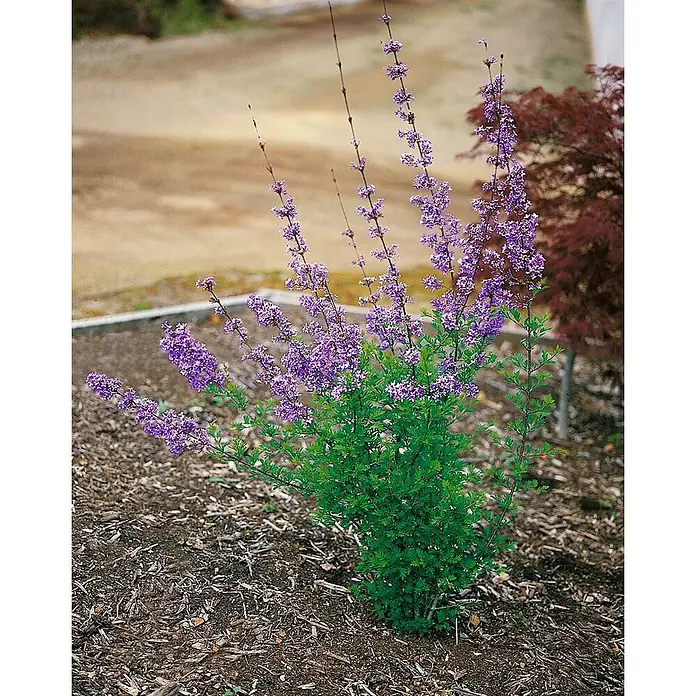Pflanzen für dich Flieder 20-30 cm - Syringa afghanica - Kompakter Strauch mit leuchtend violetten Blütenrispen und sattgrünem Laub im Gartenbeet.