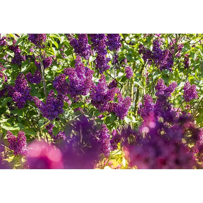 Pflanzen für dich Flieder 60-80 cm - Syringa vulgaris 'Andenken an Ludwig Späth' - Leuchtend violette Fliederblüten an einem Strauch.