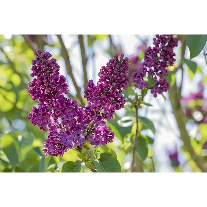 Pflanzen für dich Flieder 60-80 cm - Syringa vulgaris 'Andenken an Ludwig Späth' - Leuchtend violette Fliederblüten in Dolden an einem Zweig.