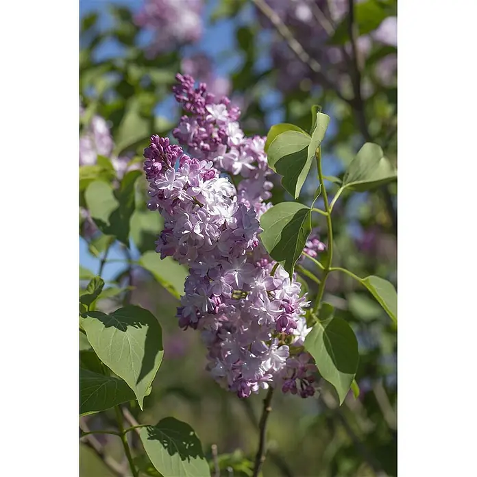 Pflanzen für dich Flieder 60-80 cm - Syringa vulgaris 'Michel Buchner' - Nahaufnahme von leuchtend lila und weißen Fliederblüten an einem Strauch.