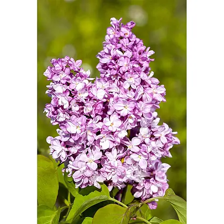 Pflanzen für dich  Flieder 60-80 cm