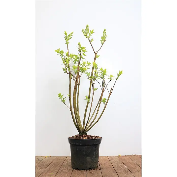 Pflanzen für dich Flieder 40-60 cm - Syringa vulgaris 'Mme Lemoine' - Junge Laubpflanze mit hellgrünen Blättern und sich entwickelnden Blütenknospen, in einem schwarzen Topf auf Holz.