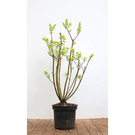 Pflanzen für dich  Flieder 40-60 cm