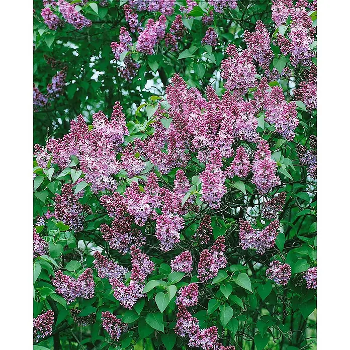 Pflanzen für dich Flieder 60-80 cm - Syringa vulgaris 'Michel Buchner' - Ein Fliederbusch mit zahlreichen Büscheln lila-pinker Blüten und grünen Blättern.