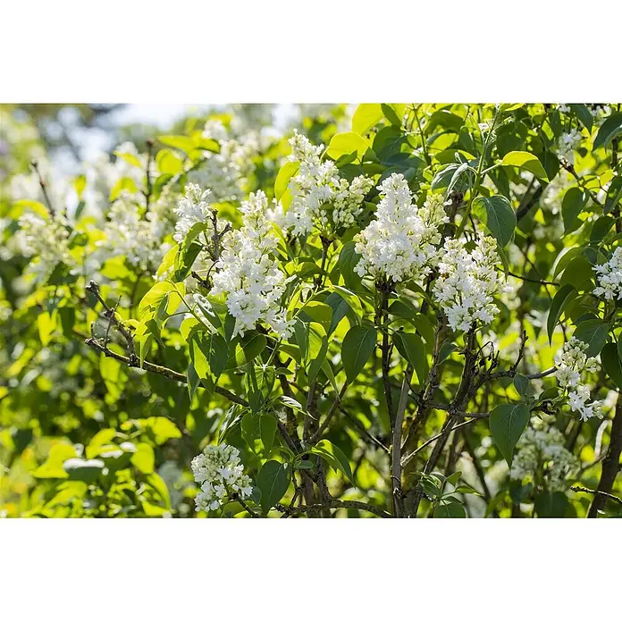Pflanzen für dich Flieder 60-80 cm - Syringa vulgaris 'Mme Lemoine' - Weiße Fliederblüten blühen an einem Strauch mit grünen Blättern.