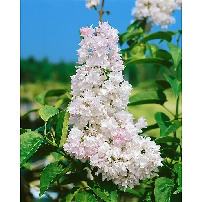 Pflanzen für dich Flieder 60-80 cm - Syringa vulgaris 'Schöne von Moskau' - Nahaufnahme einer großen Gruppe zarter hellrosa und weißer Fliederblüten.