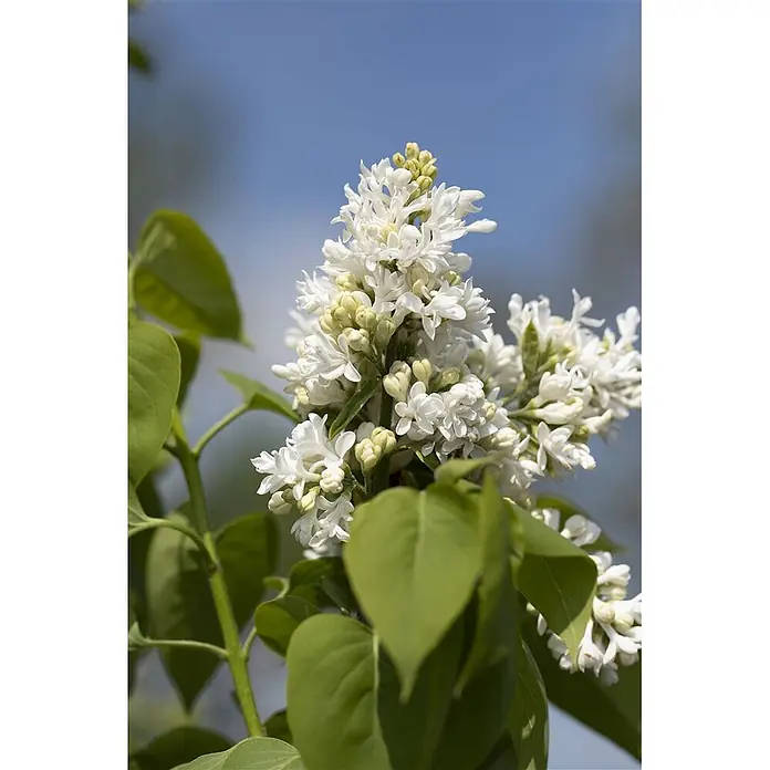 Pflanzen für dich Flieder 60-80 cm - Syringa vulgaris 'Mme Lemoine' - Nahaufnahme duftender weißer Fliederblüten mit frischen grünen Blättern und hellgelben Knospen.