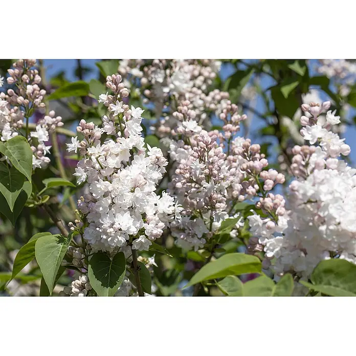 Pflanzen für dich Flieder 60-80 cm - Syringa vulgaris 'Schöne von Moskau' - Weiße und zartrosa Fliederblüten in voller Blüte an einem Zweig.