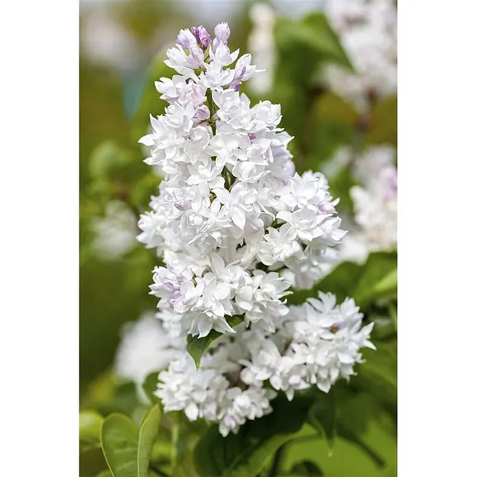Pflanzen für dich Flieder 60-80 cm - Syringa vulgaris 'Mme Lemoine' - Weiße bis hellviolette gefüllte Fliederblüten in einem dichten Büschel.