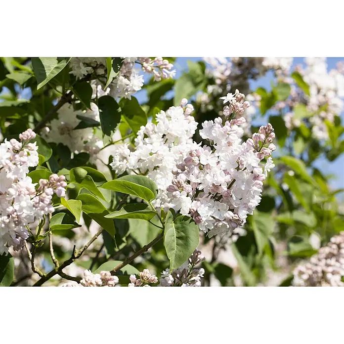 Pflanzen für dich Flieder 60-80 cm - Syringa vulgaris 'Schöne von Moskau' - Weiße und hellrosa Fliederblüten in Dolden, die an einem belaubten grünen Strauch blühen.