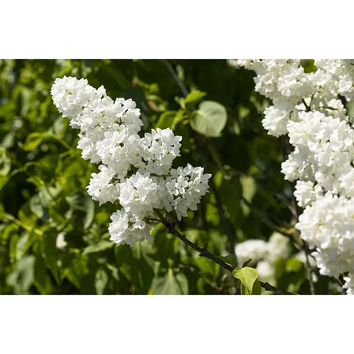 Pflanzen für dich Flieder 60-80 cm - Syringa vulgaris 'Mme Lemoine' - Büschel duftender weißer Fliederblüten an einem Zweig.