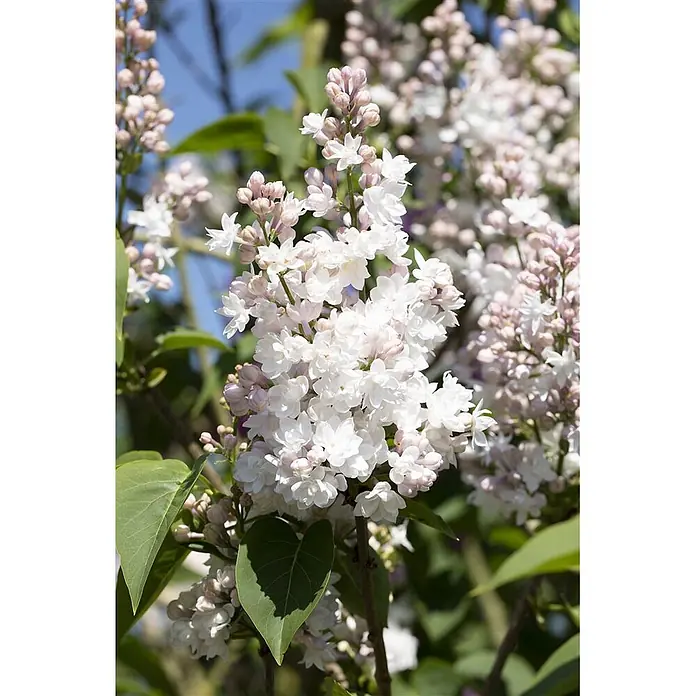 Pflanzen für dich Flieder 60-80 cm - Syringa vulgaris 'Schöne von Moskau' - Blühende weiße und zartrosa Fliederblüten an einem Busch, mit grünen Blättern vor blauem Himmel.