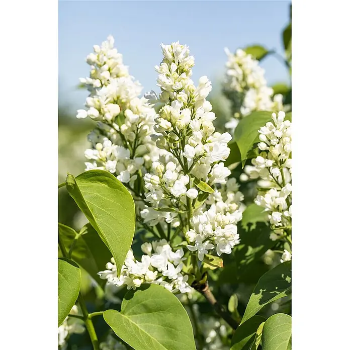 Pflanzen für dich Flieder 60-80 cm - Syringa vulgaris 'Mme Lemoine' - Nahaufnahme von weißen Fliederblüten vor einem weichen blauen Himmel und grünem Laub.