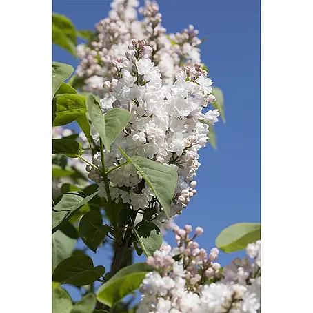 Pflanzen für dich  Flieder 60-80 cm