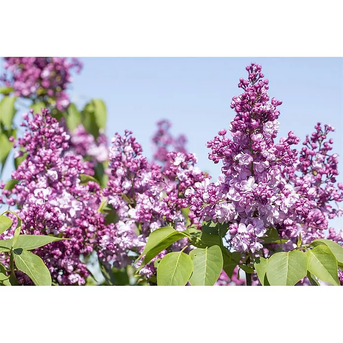 Pflanzen für dich Flieder 60-80 cm - Syringa vulgaris 'Paul Thirion' - Lebhafte lila Fliederblüten an einem Busch vor blauem Himmel.