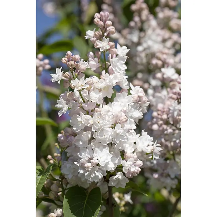 Pflanzen für dich Flieder 60-80 cm - Syringa vulgaris 'Schöne von Moskau' - Zarte weiße und hellrosa Fliederblüten an einem Ast.