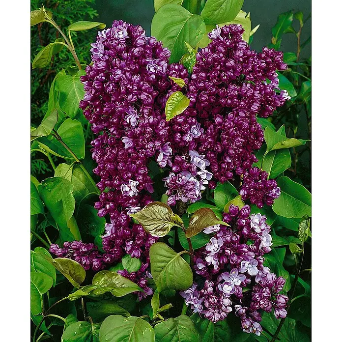 Pflanzen für dich Flieder 60-80 cm - Syringa vulgaris 'Paul Thirion' - Dichte Büschel tiefvioletter Fliederblüten, teils knospig, mit grünen Blättern an einem blühenden Strauch.