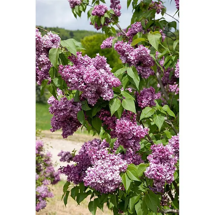 Pflanzen für dich Flieder 60-80 cm - Syringa vulgaris 'Prince Wolkonsky' - Dichte Büschel kleiner, lebhafter lila Fliederblüten zwischen grünen Blättern.