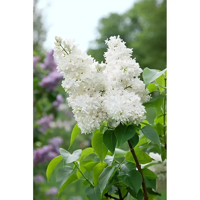 Pflanzen für dich Flieder 60-80 cm - Syringa vulgaris 'Souvenir d'Alice Harding' - Strahlend weiße Fliederblüten mit grünen Blättern, auf einem Busch vor einem weichen, verschwommenen Hintergrund violetter Flieder blühend.