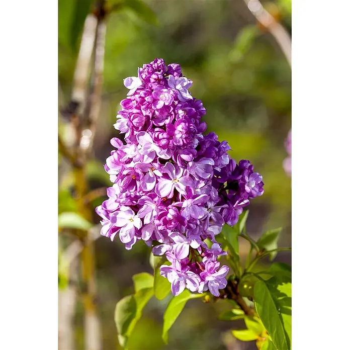 Pflanzen für dich Flieder 60-80 cm - Syringa vulgaris 'Prince Wolkonsky' - Nahaufnahme von leuchtend lila Fliederblüten in einer Dolde an einem Zweig.