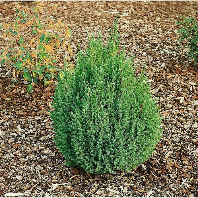 Pflanzen für dich Wacholder 40-50 cm - Juniperus chinensis 'Stricta', Aktuelle Wuchshöhe: 40 cm - 50 cm - Kompakter, grüner Nadelstrauch in Rindenmulch gepflanzt.
