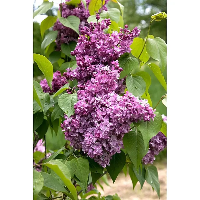 Pflanzen für dich Flieder 60-80 cm - Syringa vulgaris 'Prince Wolkonsky' - Violette Lilablüten blühen an einem Busch mit grünen Blättern.