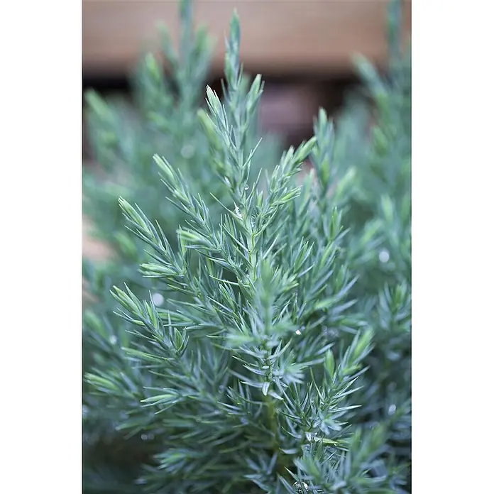 Pflanzen für dich Wacholder 40-50 cm - Juniperus chinensis 'Stricta', Aktuelle Wuchshöhe: 40 cm - 50 cm - Nahaufnahme einer blaugrünen Konifere mit stacheligen Nadeln und Wassertropfen.
