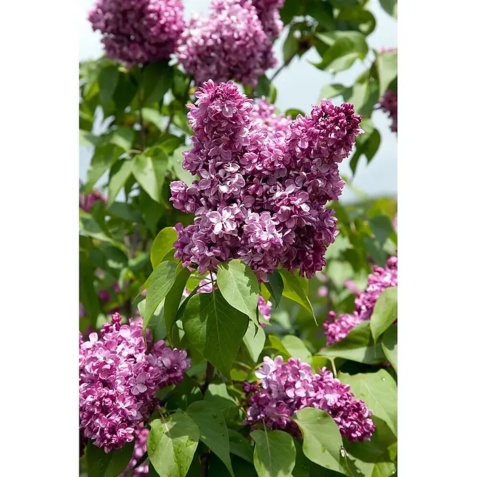 Pflanzen für dich Flieder 60-80 cm - Syringa vulgaris 'Prince Wolkonsky' - Lila Fliederblüten an einem Busch mit grünen Blättern.