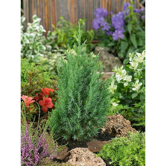Pflanzen für dich Wacholder 30-40 cm - Juniperus chinensis 'Stricta', Aktuelle Wuchshöhe: 30 cm - 40 cm - Grüner kegelförmiger Zwerg-Nadelbaum in einem Steingarten.