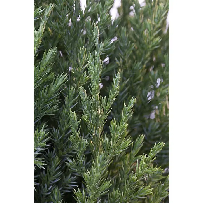 Pflanzen für dich Wacholder 40-50 cm - Juniperus chinensis 'Stricta', Aktuelle Wuchshöhe: 40 cm - 50 cm - Nahaufnahme von dichtem, leuchtend grünem Koniferenlaub mit spitzen, nadelartigen Blättern.