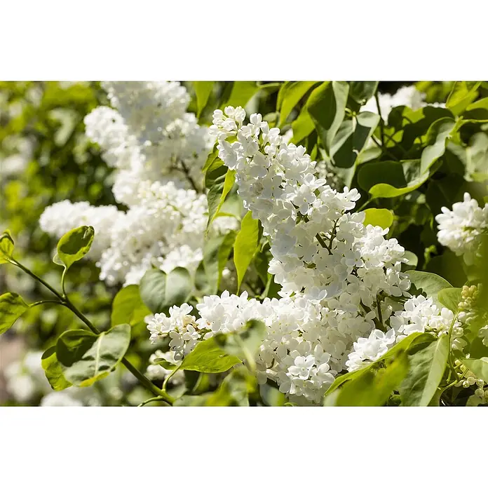 Pflanzen für dich Flieder 60-80 cm - Syringa vulgaris 'Mme Lemoine' - Weiße Fliederblüten blühen an einem grünen Strauch.