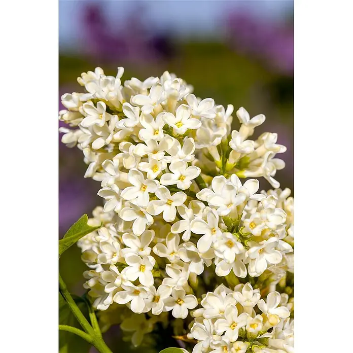 Pflanzen für dich Flieder 60-100 cm - Syringa vulgaris 'Primrose' - Nahaufnahme weißer Fliederblüten mit gelben Zentren, an einem Zweig geclustert.