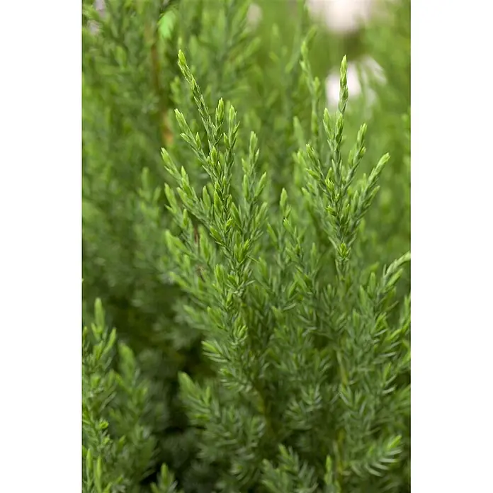 Pflanzen für dich Wacholder 40-50 cm - Juniperus chinensis 'Stricta', Aktuelle Wuchshöhe: 40 cm - 50 cm - Helles grünes, schuppenförmiges Nadelholzlaub.