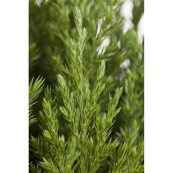 Pflanzen für dich Wacholder 40-50 cm - Juniperus chinensis 'Stricta', Aktuelle Wuchshöhe: 40 cm - 50 cm - Lebhaft grüne Nadelpflanze mit spitzen, nadelförmigen Blättern.