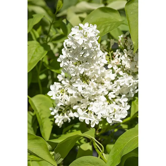 Pflanzen für dich Flieder 60-100 cm - Syringa vulgaris 'Primrose' - Nahaufnahme einer Gruppe weißer Fliederblüten, umgeben von leuchtend grünen Blättern.