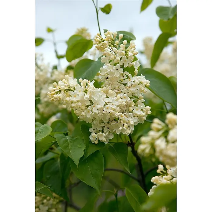 Pflanzen für dich Flieder 60-100 cm - Syringa vulgaris 'Primrose' - Weiße Fliederblüten mit grünen Blättern an einem Zweig blühend.