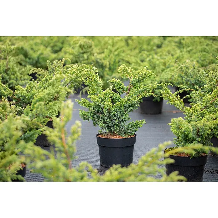 Pflanzen für dich Wacholder 20-30 cm - Juniperus chinensis 'Blue Alps', Aktuelle Wuchshöhe: 20 cm - 30 cm - Grüne Wacholderpflanzen in schwarzen Pflanztöpfen, ausgestellt in einem Baumschulbereich.