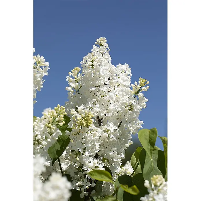 Pflanzen für dich Flieder 60-100 cm - Syringa vulgaris 'Primrose' - Weiße Fliederblüten vor blauem Himmel.