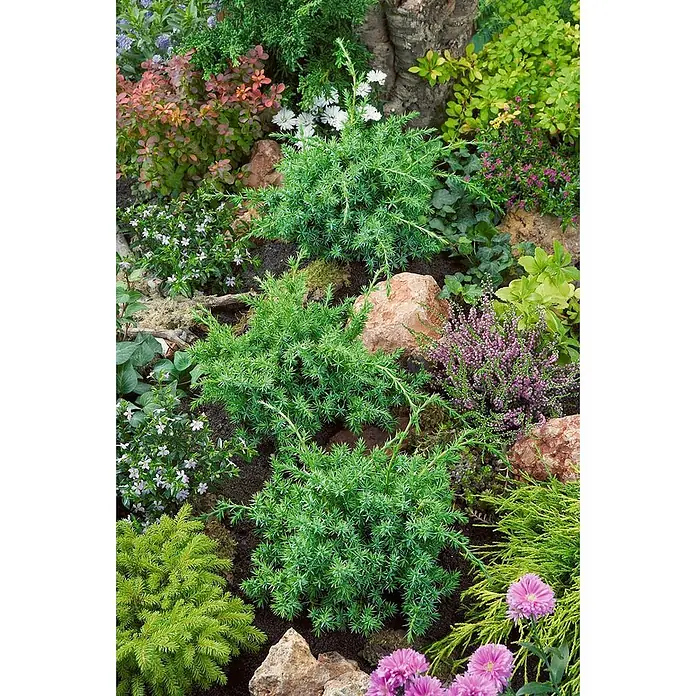 Pflanzen für dich Wacholder 20-30 cm - Juniperus chinensis 'Blue Alps', Aktuelle Wuchshöhe: 20 cm - 30 cm - Kompakte grüne Nadelgehölze mit stacheligen Nadeln, in einem Steingarten gepflanzt.