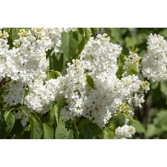 Pflanzen für dich Flieder 60-100 cm - Syringa vulgaris 'Primrose' - Weiße Fliederblüten mit grünen Blättern.