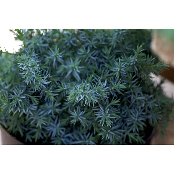 Pflanzen für dich Wacholder 20-30 cm - Juniperus chinensis 'Blue Alps', Aktuelle Wuchshöhe: 20 cm - 30 cm - Dichte blaugrüne Pflanze mit stacheligen, nadelartigen Blättern.