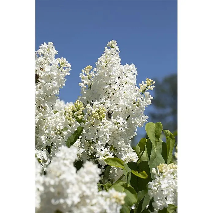 Pflanzen für dich Flieder 60-100 cm - Syringa vulgaris 'Primrose' - Üppige Büschel weißer Fliederblüten blühen strahlend vor klarem blauem Himmel, mit grünen Blättern.