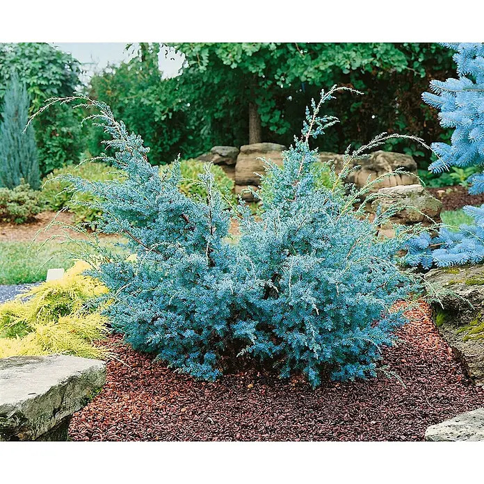 Pflanzen für dich Wacholder 20-30 cm - Juniperus chinensis 'Blue Alps', Aktuelle Wuchshöhe: 20 cm - 30 cm - Zwei ausladende blaue Wacholdersträucher mit langen, bogenförmigen Ästen in einem Gartenbeet mit rotbraunem Mulch.