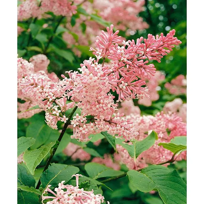 Pflanzen für dich Flieder 60-80 cm - Syringa reflexa - Nahaufnahme eines blühenden Strauchs mit zarten rosa Blüten und grünen Blättern.