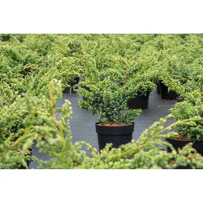 Pflanzen für dich Wacholder 20-30 cm - Juniperus chinensis 'Blue Alps', Aktuelle Wuchshöhe: 20 cm - 30 cm - Grüne immergrüne Sträucher in schwarzen Pflanztöpfen auf dunklem Bodendecker.
