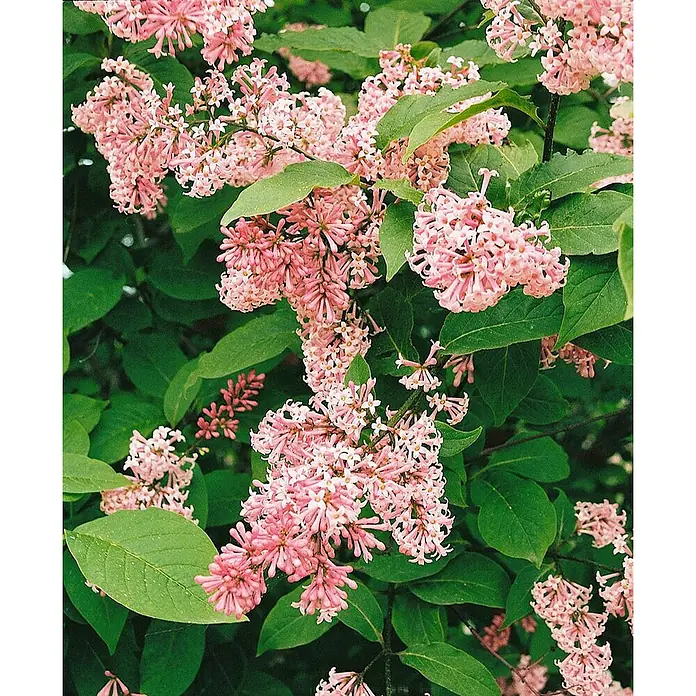 Pflanzen für dich Flieder 60-80 cm - Syringa reflexa - Rosa Blütenstände an einer Pflanze mit grünen Blättern.