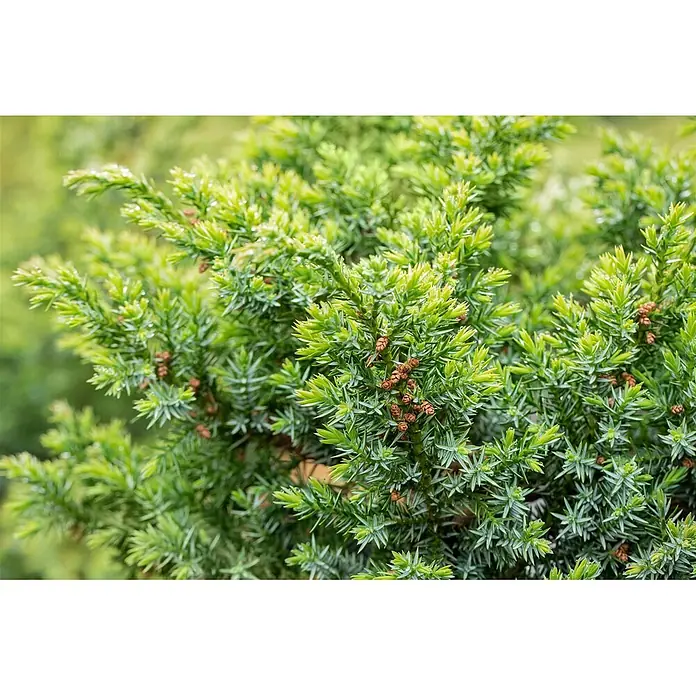 Pflanzen für dich Wacholder 20-30 cm - Juniperus chinensis 'Blue Alps', Aktuelle Wuchshöhe: 20 cm - 30 cm - Nahaufnahme eines grünen Nadelstrauchs mit nadelartigen Blättern und kleinen braunen Zapfen, bedeckt mit Wassertropfen.